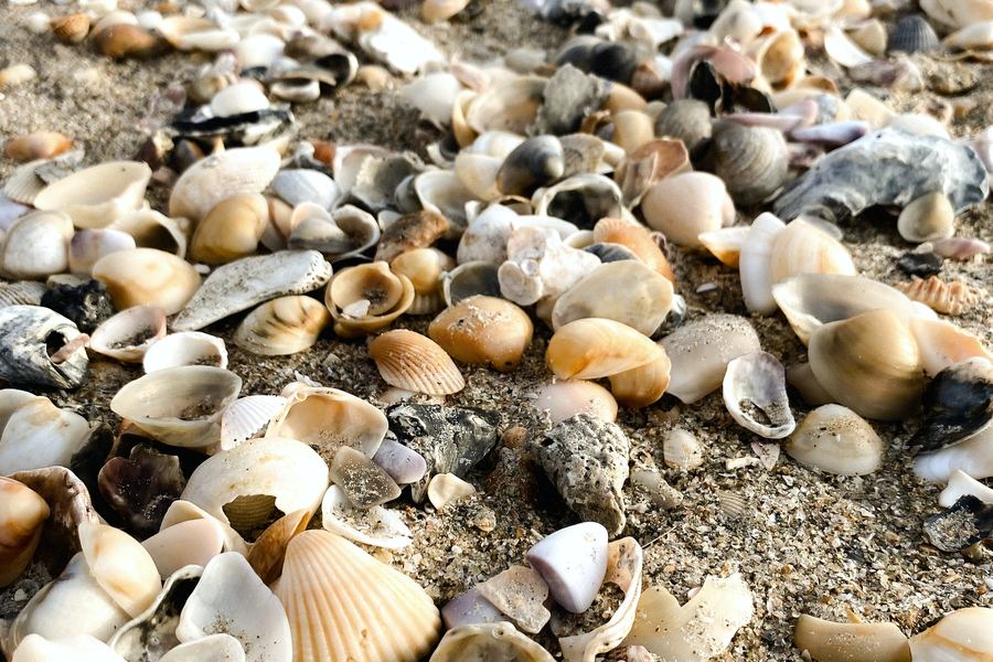 Sea shell, the raw material for calcium carbonate feedstock